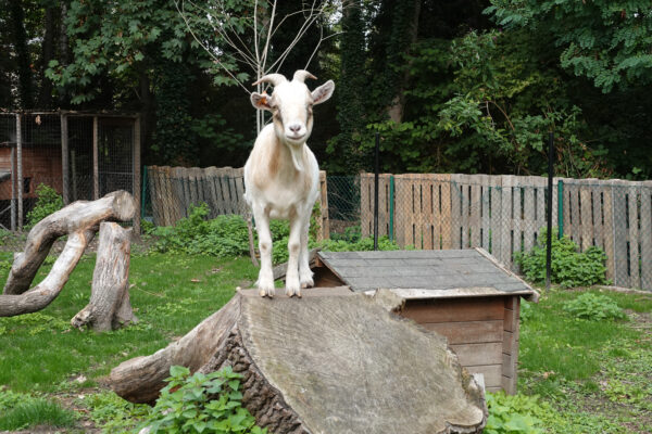 Helianthus woonzorgcentrum Melle