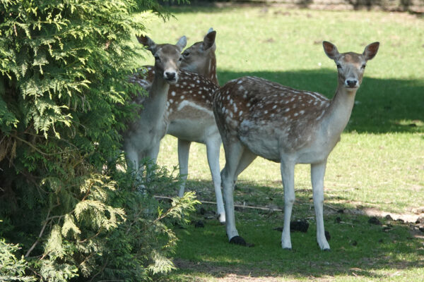 Seniorenhof woonzorgcentrum Tongeren