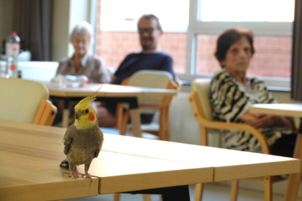 Domaine des Lys - Oiseau sur table- Maison de repos Résidences services Vottem